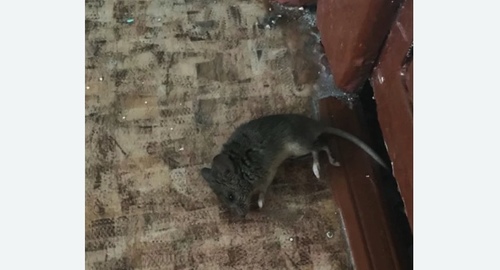 Дезинфекция от мышей в Нижнем Ломове