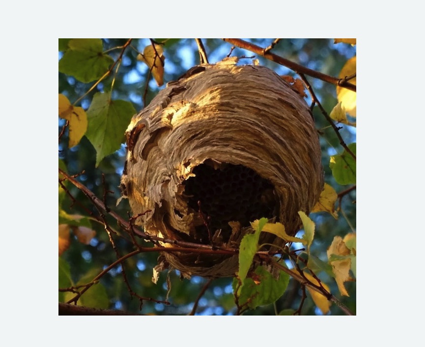 Обработка от шершней в Нижнем Ломове