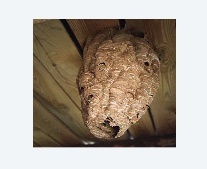 обработка от шершней в Нижнем Ломове