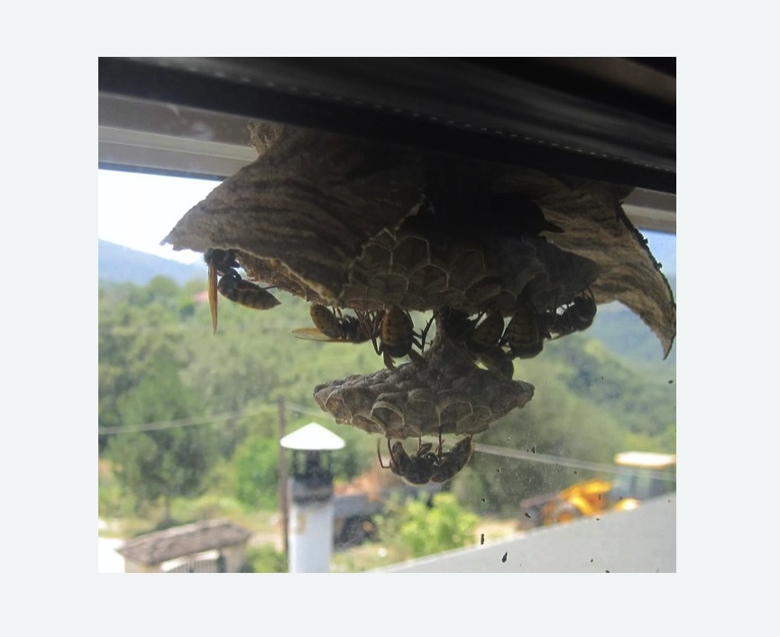 Уничтожение гнёзд шершней в Нижнем Ломове