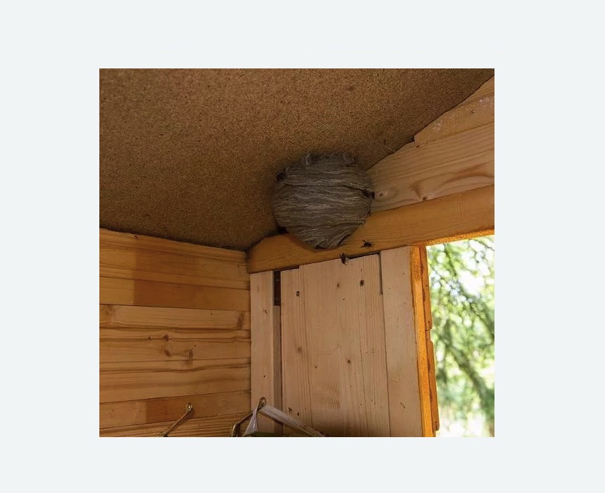 Обработка от ос в Нижнем Ломове Обработка от ос