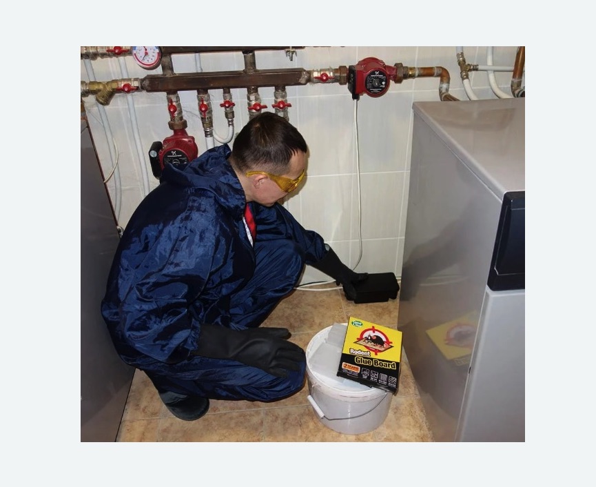 Уничтожение крыс в Нижнем Ломове