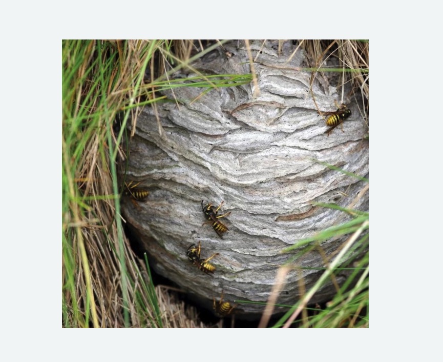 Уничтожение ос и ульев Уничтожение ос и ульев в Нижнем Ломове